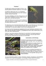 Steckbrief-Teichfrosch-Seite-2.pdf
